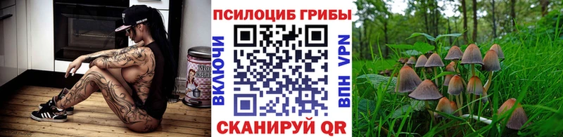 купить   Сычёвка  Псилоцибиновые грибы Cubensis 